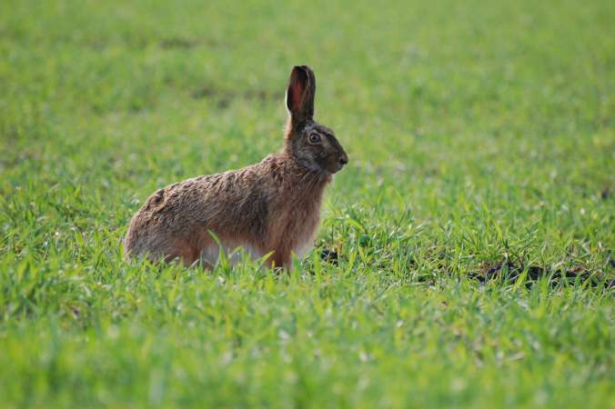 Hold 2 Give hare hele vejen uden hund 27_04.04.09..jpg