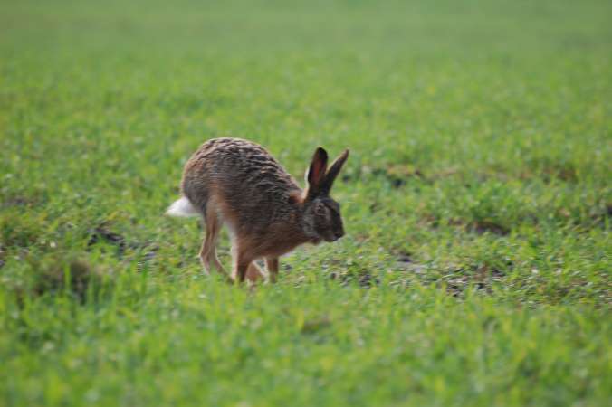 Hold 2 Give hare stadig uden hund 26_ 04.04.09..jpg